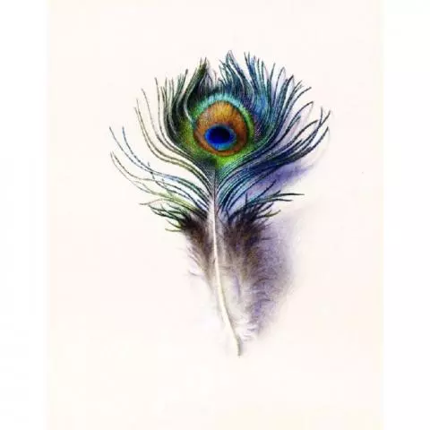 Peacock Feathers Canvas Art Print by Unknown Artist